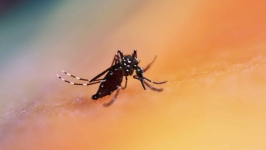 A luta contra a dengue é de todos: faça a sua parte! 